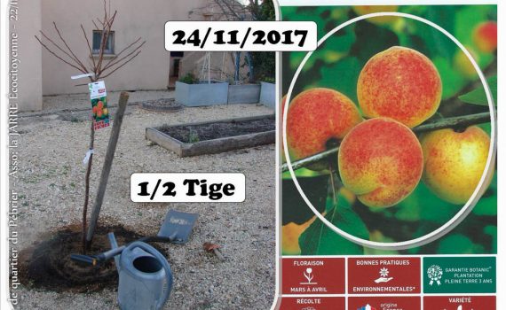 Achat - Abricotier Bergeron - 45euros - jardin de quartier - 24-11-2017 - Association la jarre écocitoyenne