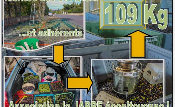 ramassage des olives communales 2017 - 109kg - association la jarre écocitoyenne