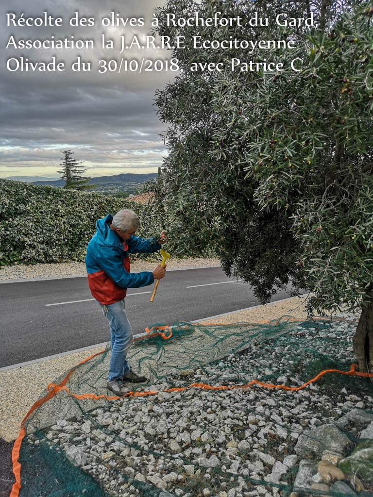 Récolte des olives la JARRE - Patrice C