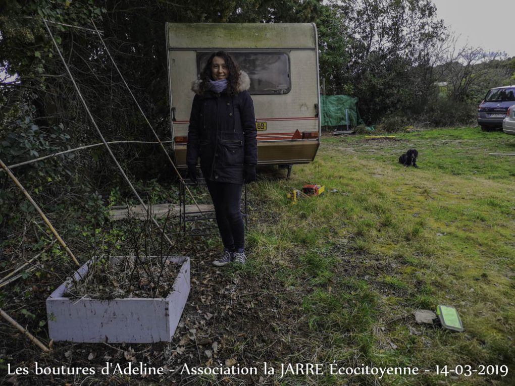 Bouture Adeline - Framboisier Cassissier Groseillier - Jardin communautaire des Amariniers - 14-03-2019