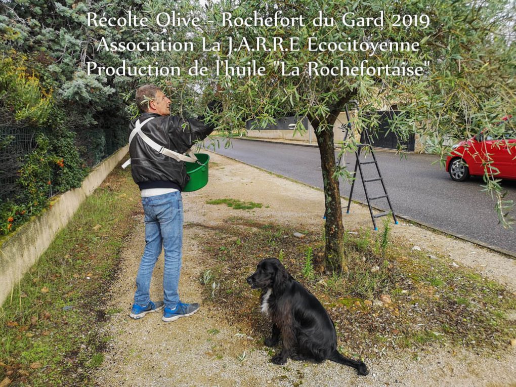 Thierry TREDEZ - récolte olive Rochefort du Gard