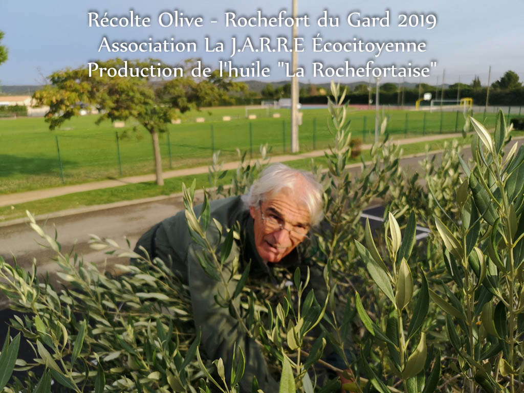 Récolte olive n°1 (du 01 au 03 novembre 2019)