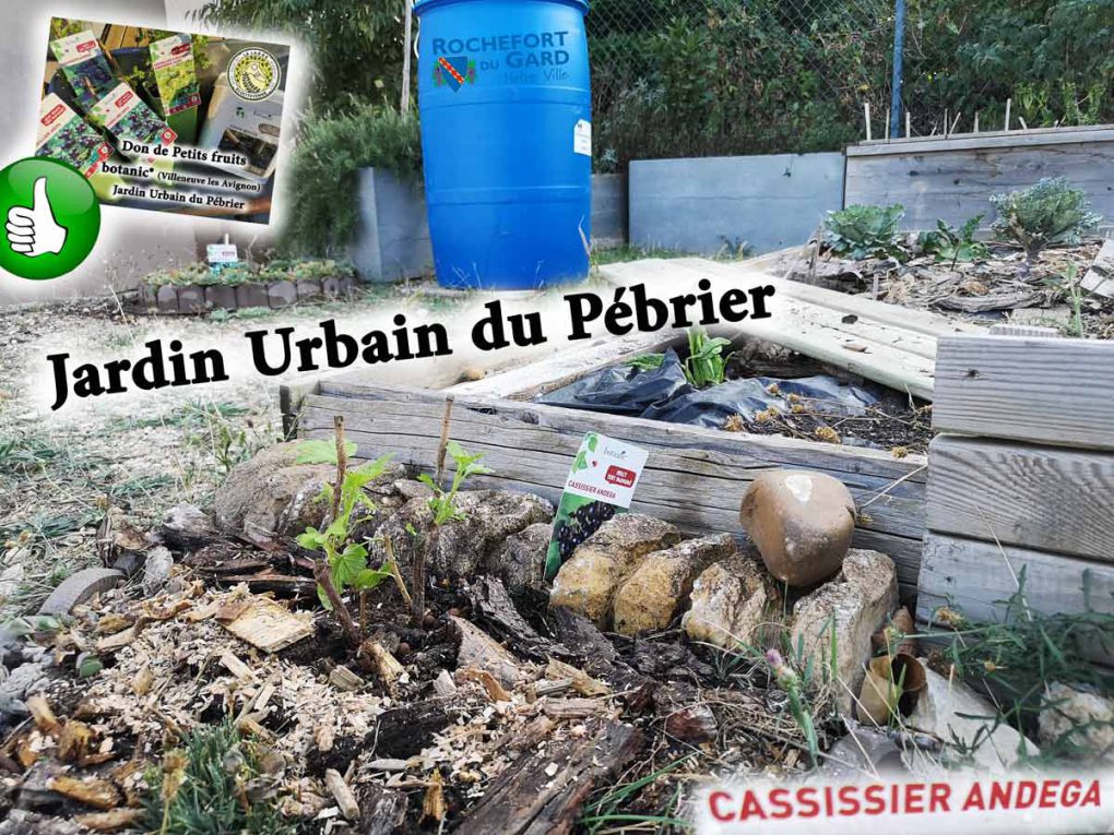 Cassissier-Andega-jardin-urbain-du-pebrier-association-la-jarre-ecocitoyenne-rochefort-du-gard