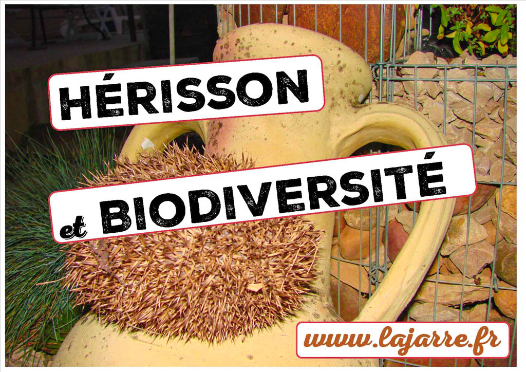 Hérisson égal biodiversité et zéro phyto - association la jarre écocitoyenne