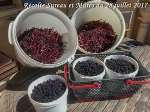 Récolte Sureau et Mûres du 28 juillet 2017 - Équipe des cueilleurs - Association la jarre écocitoyenne