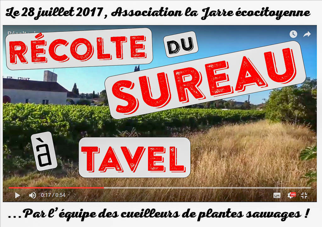 Sureau : Atelier cueillette, atelier confiture 2017