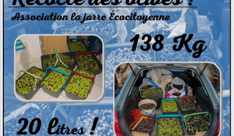Bilan récolte des olives 2017 - 138kg - 20 litres - association la jarre écocitoyenne