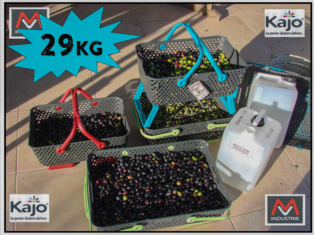 Récolte des olives 2017 (première semaine) : 29 KG donne 4,5 litres !