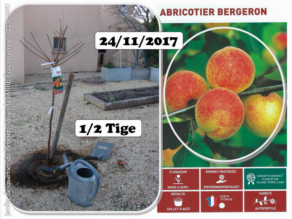 Achat - Abricotier Bergeron - 45euros - jardin de quartier - 24-11-2017 - Association la jarre écocitoyenne