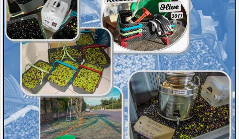 Collecte des olives communales - association la jarre écocitoyenne - novembre 2017
