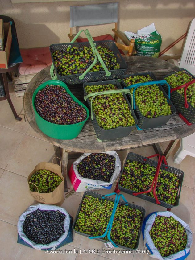 Récolte olive n2 - 109Kg - Asso la JARRE Écocitoyenne - 04-11-2017