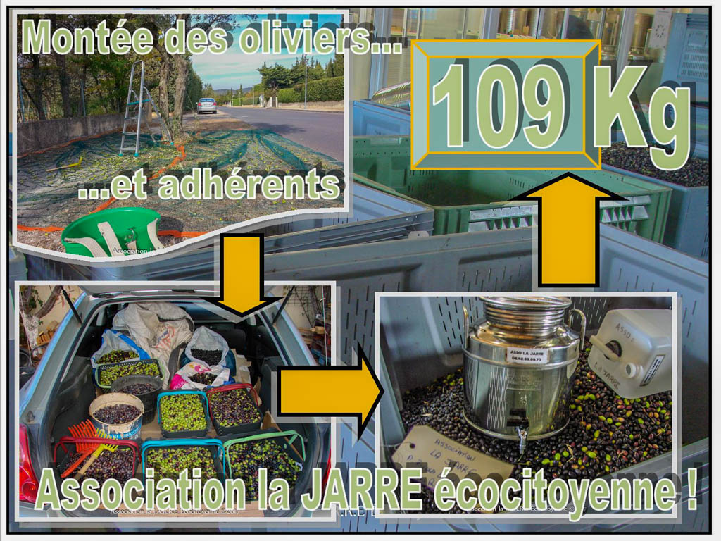 ramassage des olives communales 2017 - 109kg - association la jarre écocitoyenne