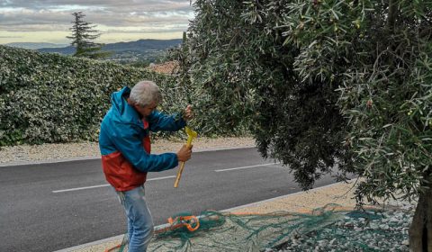 Récolte des olives la JARRE - Patrice C