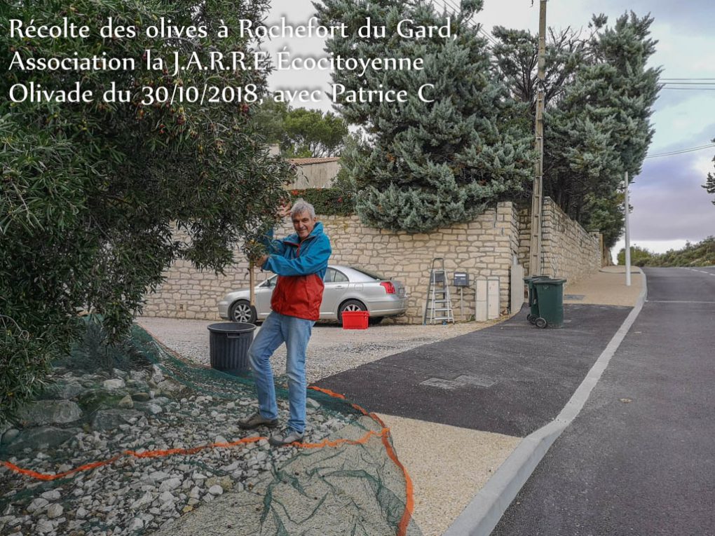 Récolte-des-olives-la-JARRE-Patrice-et-le-filet