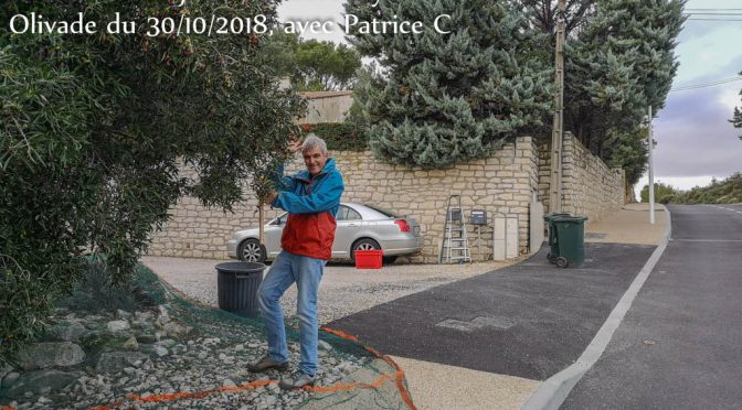 Huile d’olive de Rochefort du Gard : La Cueillette et rapport d’activité