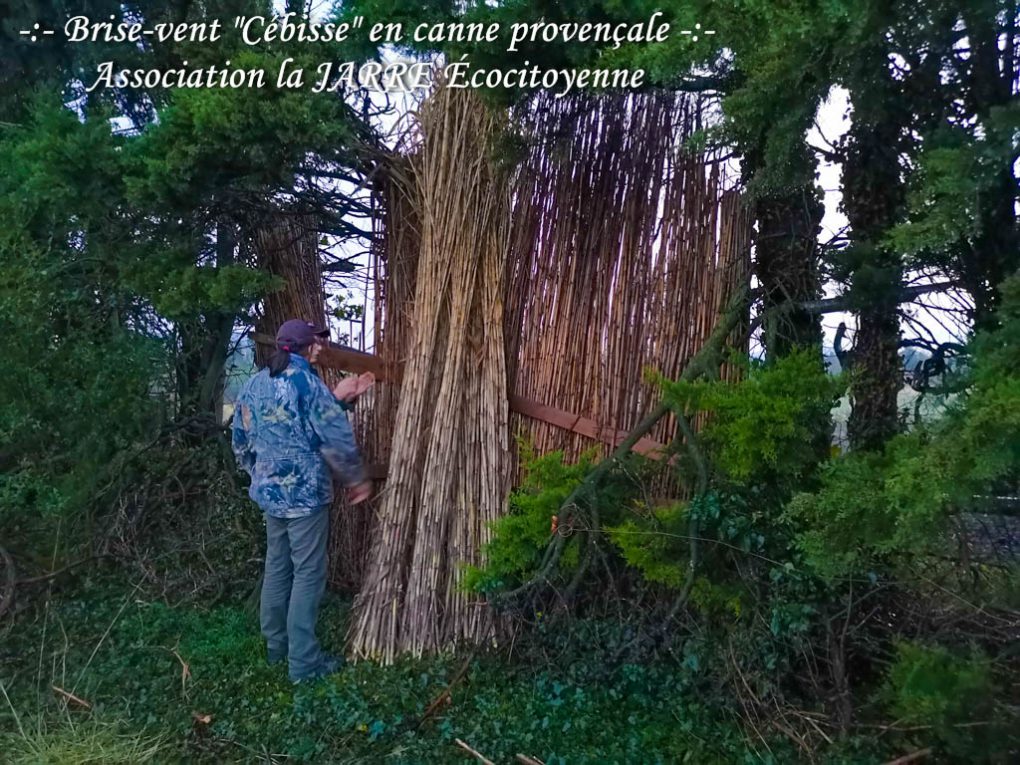 Brise vent en canne provençale -Asso la JARRE