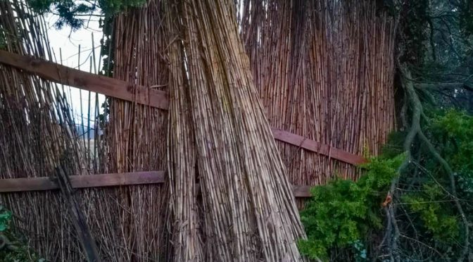 Brise-vent Cébisse en canne provençale -Asso la JARRE Écocitoyenne