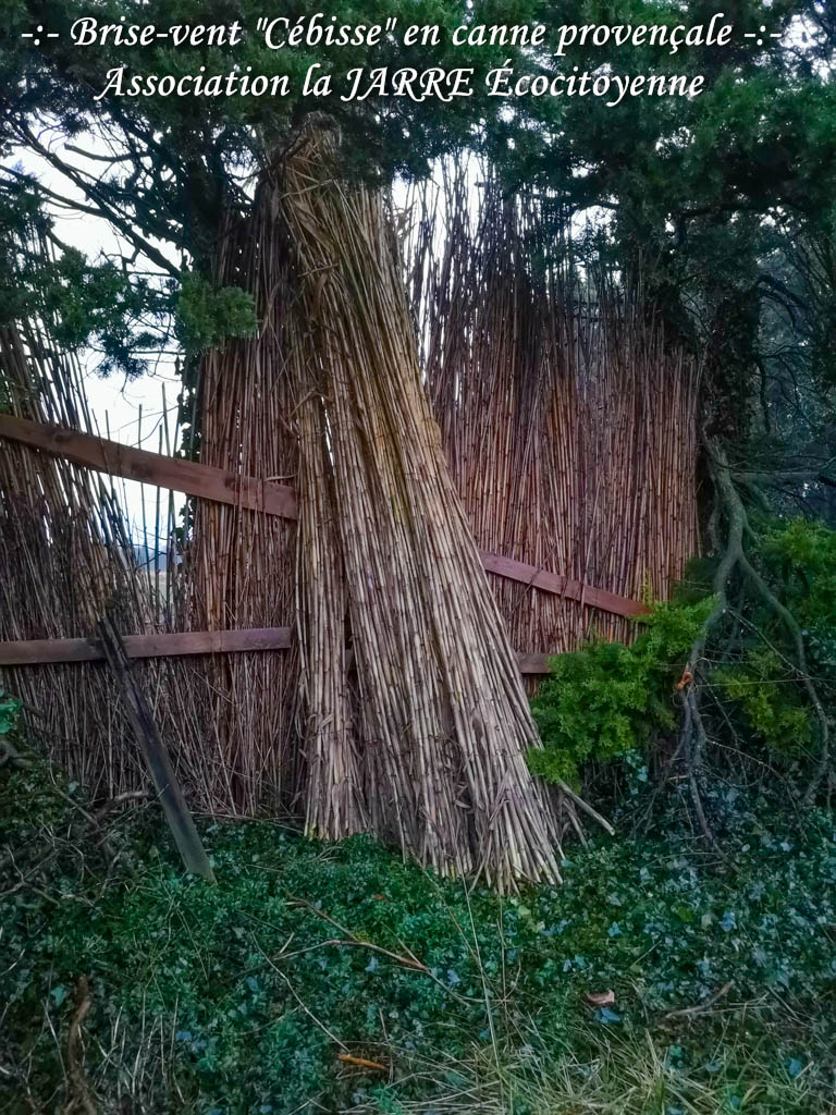 Brise-vent Cébisse en canne provençale -Asso la JARRE Écocitoyenne