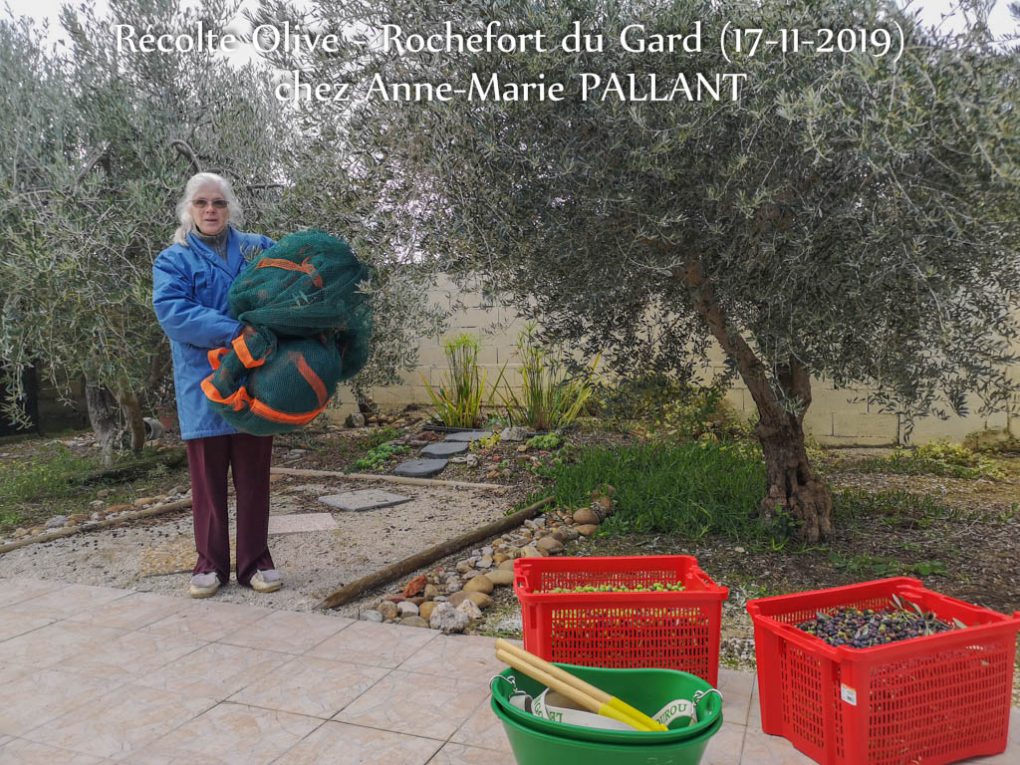 Anne-Marie Pallant - Le plus bel olivier de 2019 - Association la JARRE Écocitoyenne