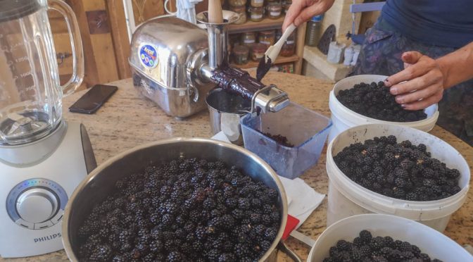 Atelier : Extraction de jus de mûre pour gelée (et bonus Sirop)