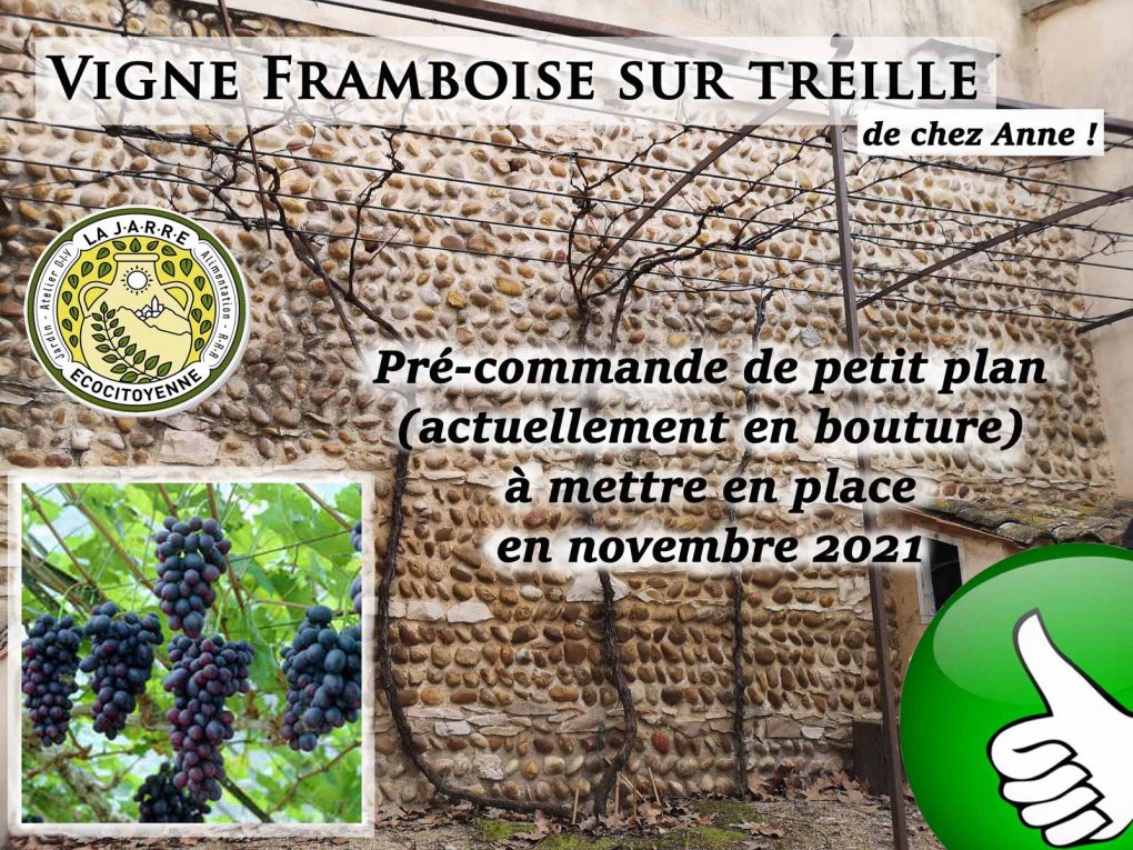Partage-de-bouture-de-Vigne-framboise--la-JARRE