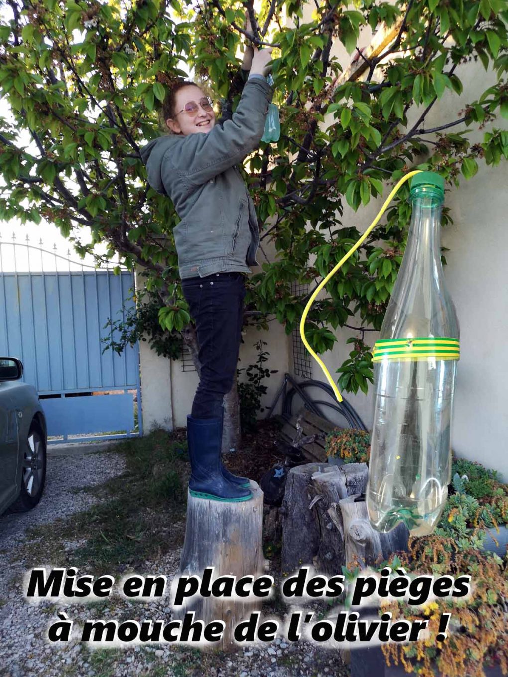 Mise en place des pièges mouche olivier et cerisier