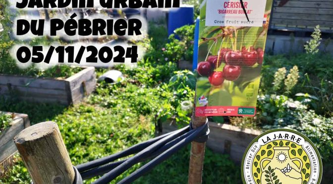 2 cerisiers demi-tige pour le jardin urbain !