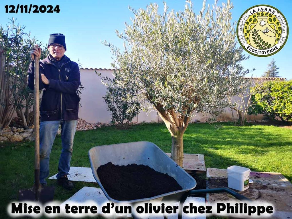 Mise en terre d'un bel olivier chez Philippe - Le 12 décembre 2024