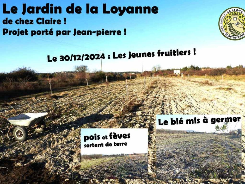 fruitiers pois fèves blé - Jardin Loyanne au 30-12-2024