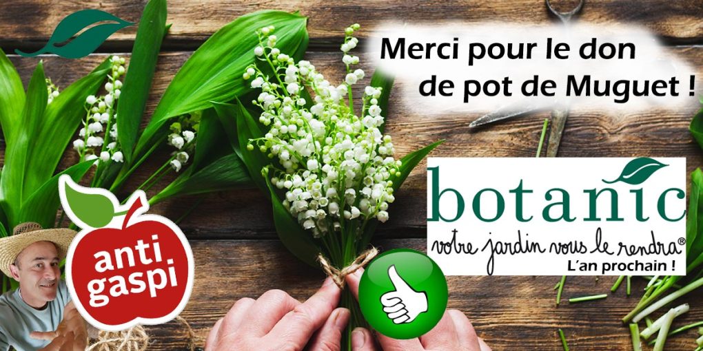 Don de griffe de Muguet par la jardinerie botanic® de Villeneuve-les-Avignon