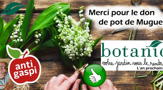 Don de griffe de Muguet par la jardinerie botanic® de Villeneuve-les-Avignon