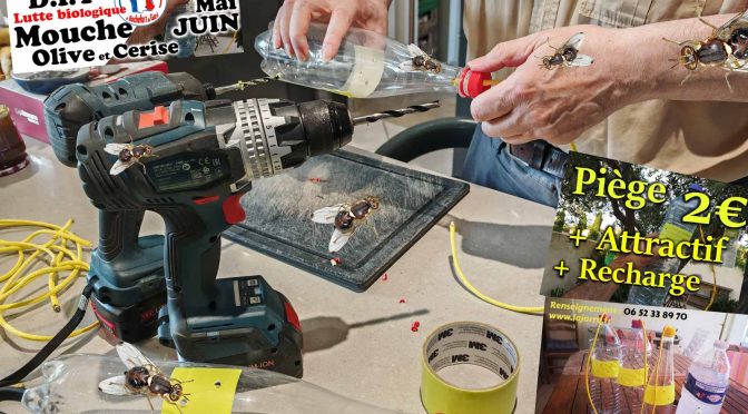 Mouche de l’olive : Atelier pour apprendre à faire ses pièges maison !