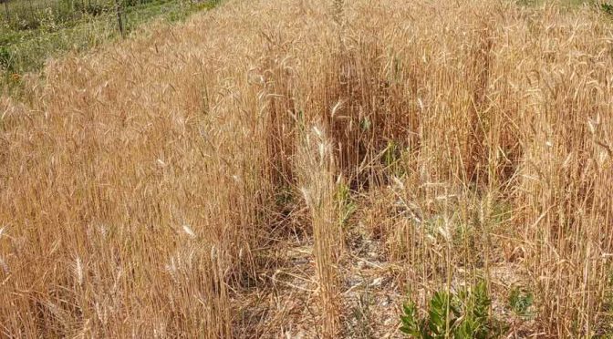 Des nouvelles du jardin de la Loyanne (Juin 2025)