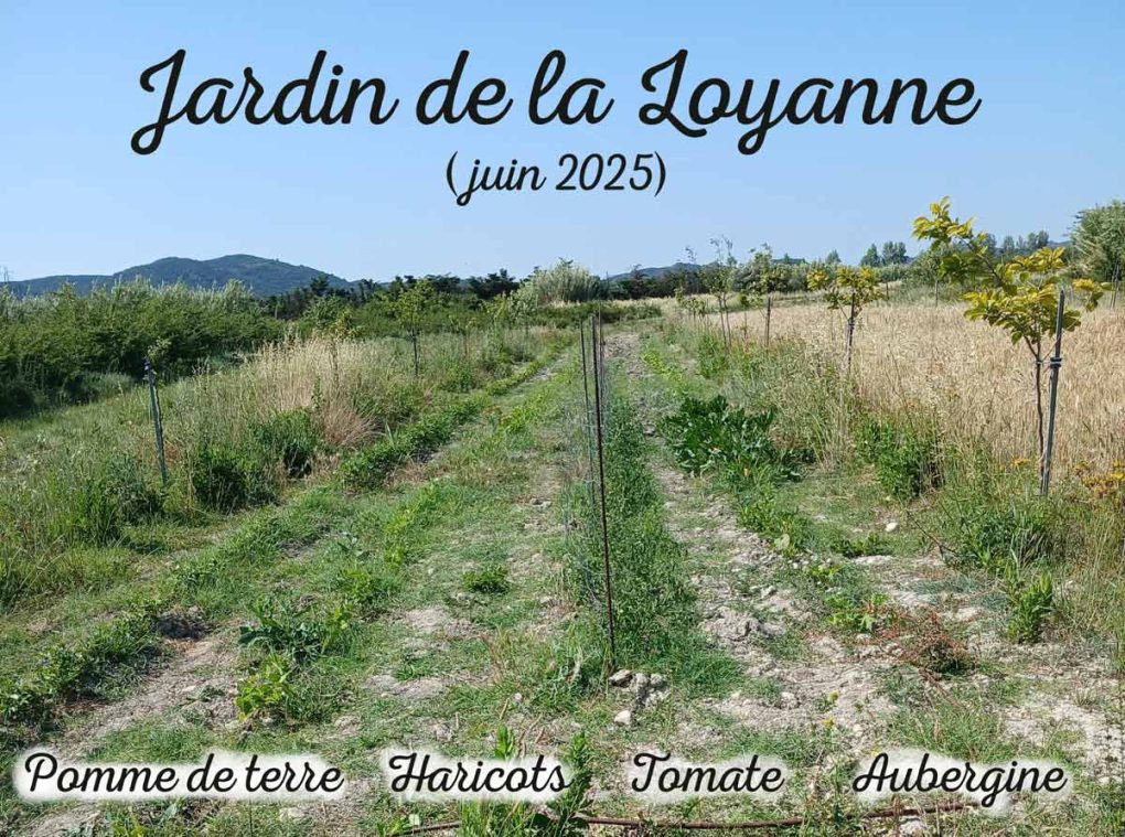 Pomme de terre haricots tomates et aubergine du jardin de la Loyanne à Rochefort du Gard _juin 2025